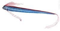 Image of: Regalecus glesne (oarfish)