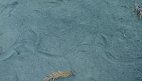 Image of: Serpentes (snakes)