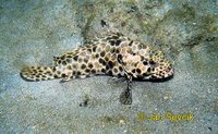 Epinephelus merra - Dwarf Spotted Grouper