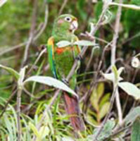 Santa Marta Parakeet, Pyrrhura viridicata