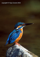 Common Kingfisher - Alcedo atthis