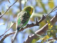 Budgerigar - Melopsittacus undulatus