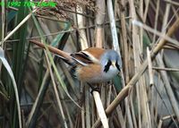 Bearded Parrotbill - Panurus biarmicus