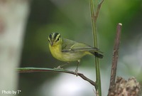 Sulphur-breasted Warbler - Phylloscopus ricketti
