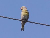 European Greenfinch - Carduelis chloris