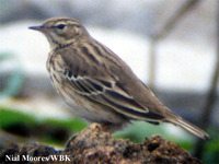 Tree Pipit - Anthus trivialis