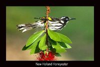 New Holland Honeyeater