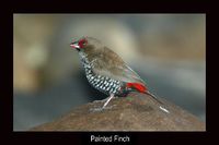 Painted Finch