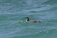 Pacific Loon - Gavia pacifica