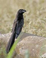 Groove-billed Ani (Crotophaga sulcirostris) photo