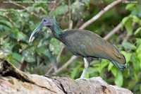 Green Ibis - Mesembrinibis cayennensis