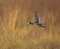 American Coot (Fulica americana) photo