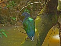 Nicobar Pigeon - Caloenas nicobarica