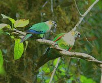 White-necked Parakeet - Pyrrhura albipectus