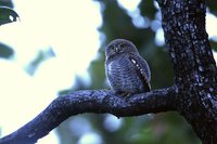 Jungle Owlet - Glaucidium radiatum