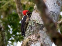 Lineated Woodpecker - Dryocopus lineatus