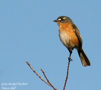 Gray-backed Tachuri - Polystictus superciliaris