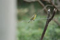 Yellow-browed Tyrant - Satrapa icterophrys