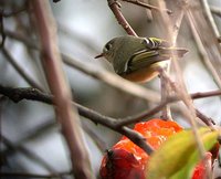 Ruby-crowned Kinglet - Regulus calendula