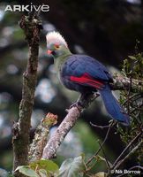 Prince Ruspoli's turaco - Tauraco ruspolii