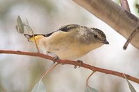 Spotted Pardalote - Pardalotus punctatus