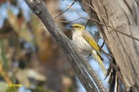 Yellow-plumed Honeyeater - Lichenostomus ornatus