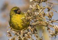 African Citril - Serinus citrinelloides