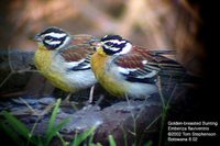 Golden-breasted Bunting - Emberiza flaviventris