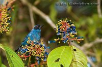 Masked Flowerpiercer - Diglossopis cyanea