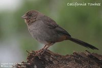 California Towhee - Pipilo crissalis