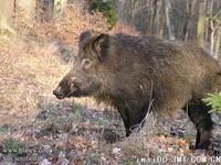 欧洲野猪 Sus scrofa scrofa