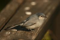 *NEW* Masked Gnatcatcher - female