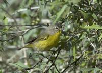 Nashville Warbler