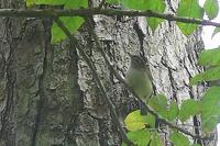 Brown-capped Vireo