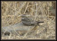 Lesser Nighthawk