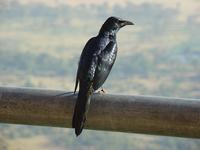 Red-winged Starling (Rödvingad glansstare) - Onychognathus morio