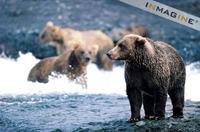 Grizzly or Brown Bear (Ursus arctos) hunting for Salmon photo