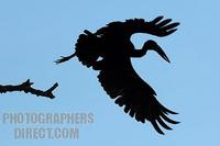 African Openbill stork taking off stock photo