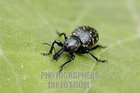 snout beetle , weevil , Curculionidae , Liparus glabirostris on green leave stock photo