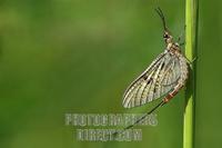mayfly ( Ephemera danica ) on blade of grass stock photo