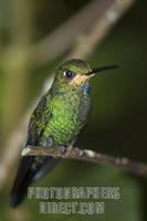 Green crowned Brilliant Hummingbird ( Heliodoxa jacula ) stock photo