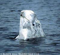 Risso's Dolphin - Grampus griseus