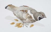 Hazel Grouse (Bonasa bonasia)