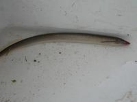 Brook lamprey