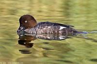 002024 - Bucephala clangula (Goldeneye)