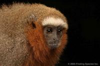 Red Titi (Callicebus cupreus discolor)