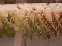 Emerging Invertebrates