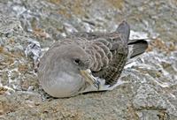 Cory's Shearwater, Calonectris diomedia