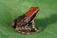 : Allobates zaparo