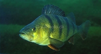 (European) Perch Perca fluviatilis